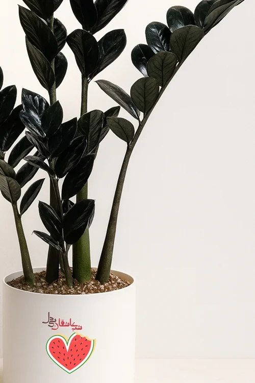 زاموفیلیا بلک 8 شاخه