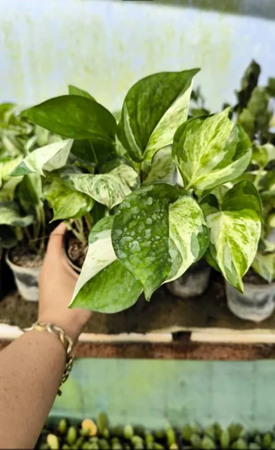 زاموفلیا چهار شاخه