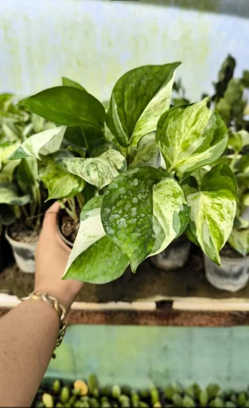 زاموفلیا چهار شاخه