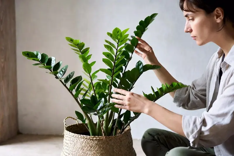 گل زاموفیلیا نماد چیست؟