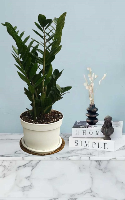 زاموفیلیا سیاه سایز سوپر (برای دکوراسیون داخلی)