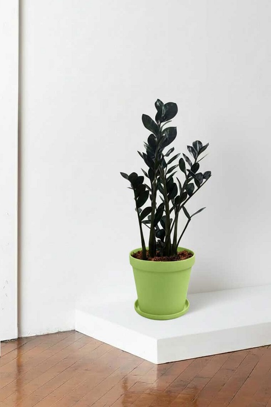 زاموفیلیا سیاه سایز ممتاز (برای دکوراسیون داخلی)