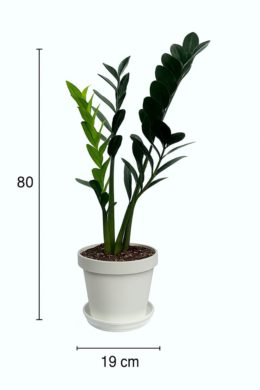گلدان زاموفیلیا سبز متوسط آپارتمانی