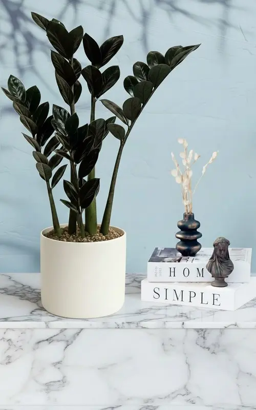 زاموفیلیا بلک 8 شاخه