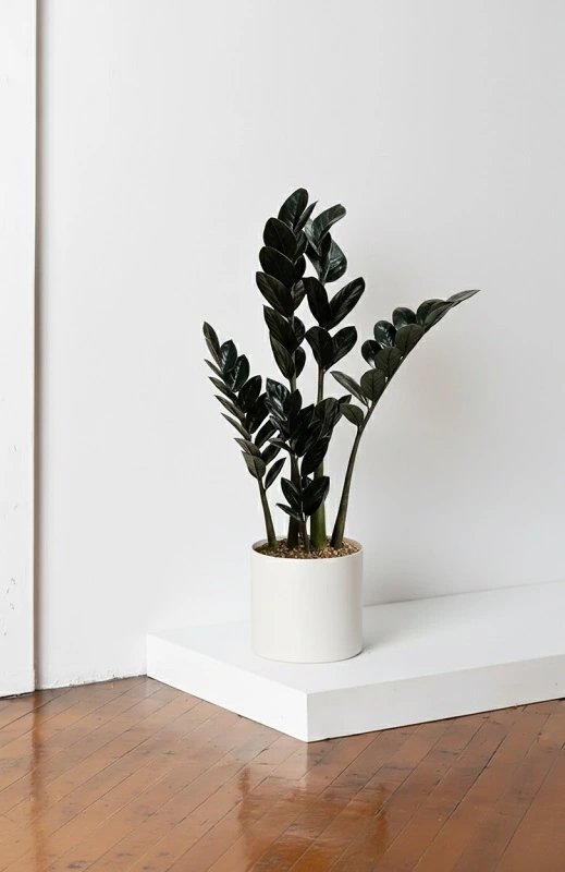 زاموفیلیا سیاه سایز متوسط (5 تا 6 شاخه)